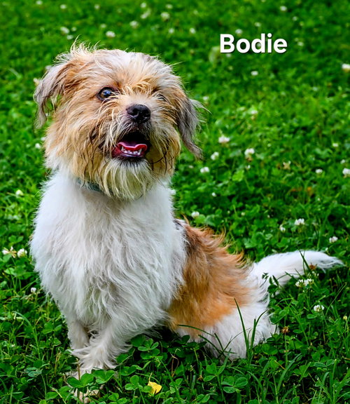 PUPPY BODIE