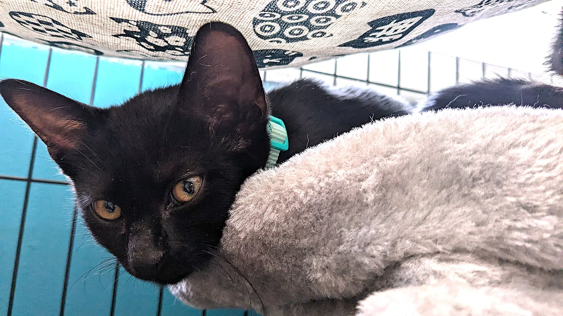 Kitten Ozzy - Domestic Short Hair