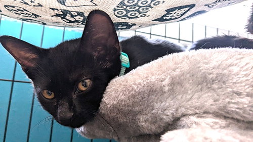 picture of the cat needing adoption
