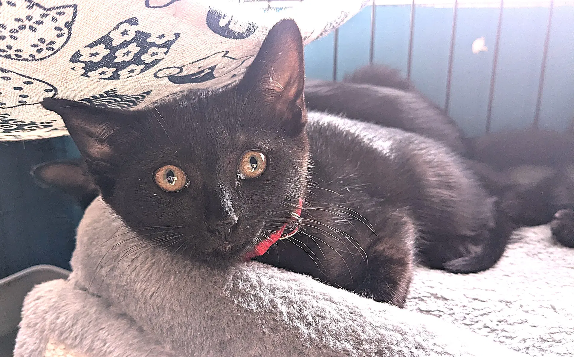 Kitten Dahlia - Domestic Short Hair