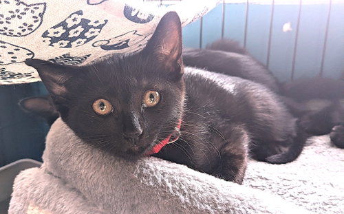 picture of the cat needing adoption