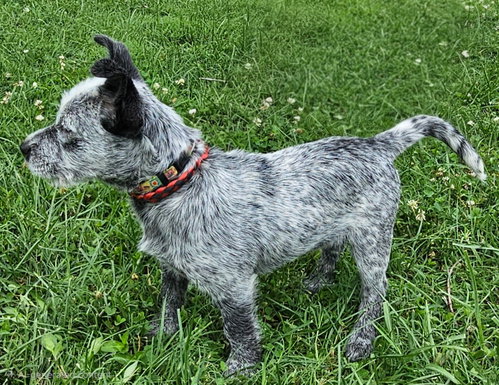 Puppy Oreo