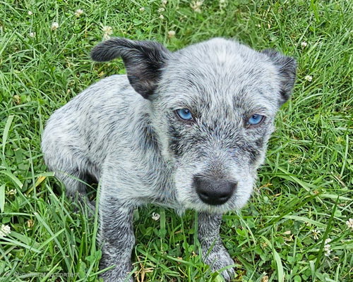 Puppy Oreo photo 3