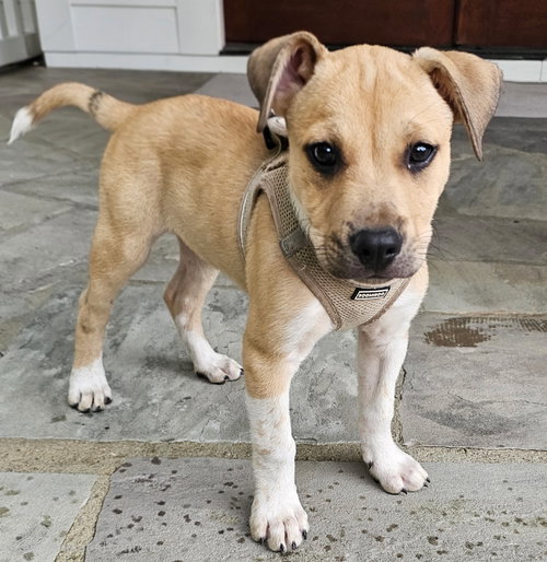Puppy Cowboy photo 2