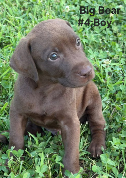 Puppy Big Bear