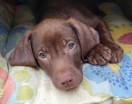 Puppy Big Bear photo 2