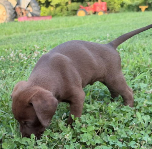 Puppy Big Bear photo 3