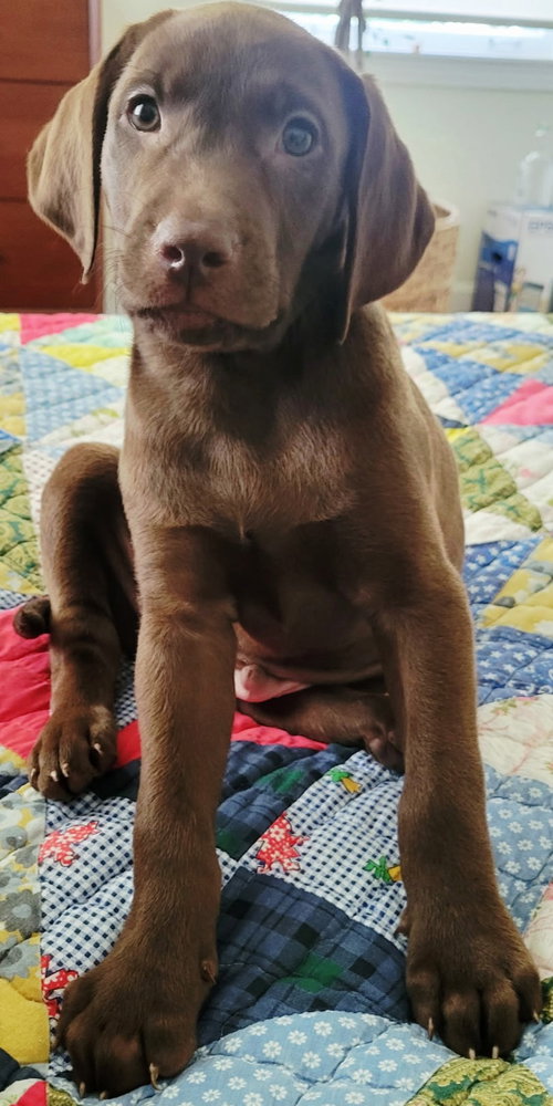 Puppy Big Bear photo 4