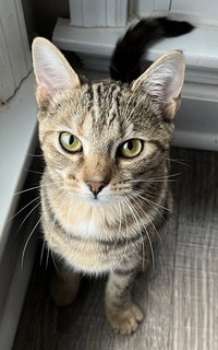 KITTEN SHILO, cat