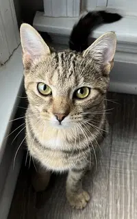 Kitten Shilo - Domestic Short Hair