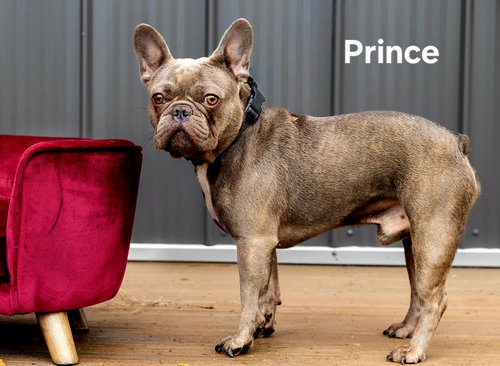 Prince