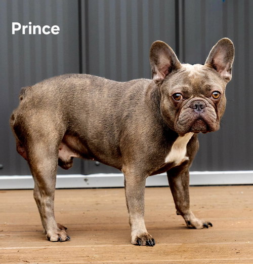 Prince photo 3