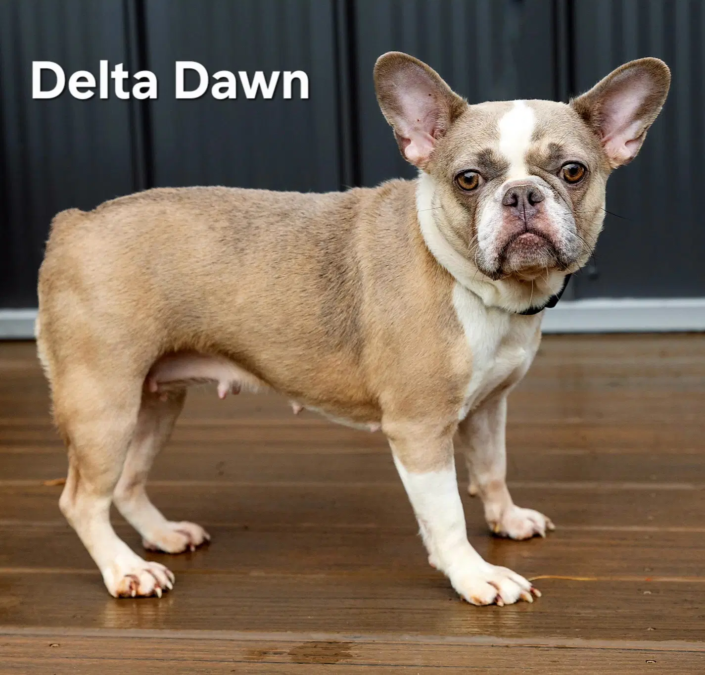 Delta Dawn - French Bulldog