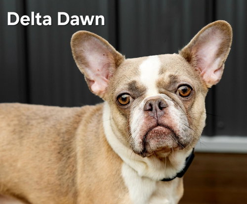 Delta Dawn photo 2