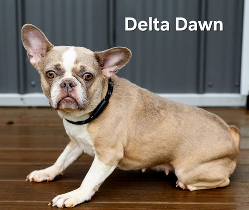 Delta Dawn photo 3