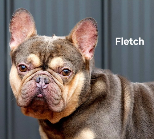 Fletch photo 2