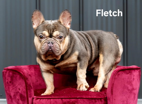 Fletch photo 3