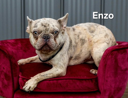 Enzo