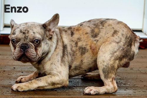Enzo photo 3