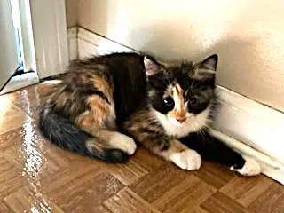 Kitten Sweet Smush - Calico