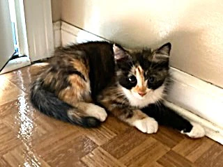 Kitten Sweet Smush