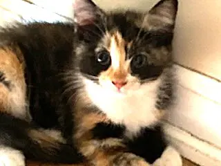 Kitten Sweet Smush image 2