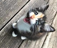 Kitten Sweet Smush image 3