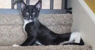 Kitten Buddy - Tuxedo