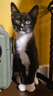 KITTEN BUDDY, cat