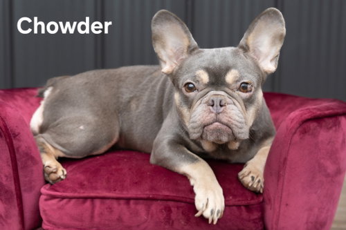 Chowder Girl