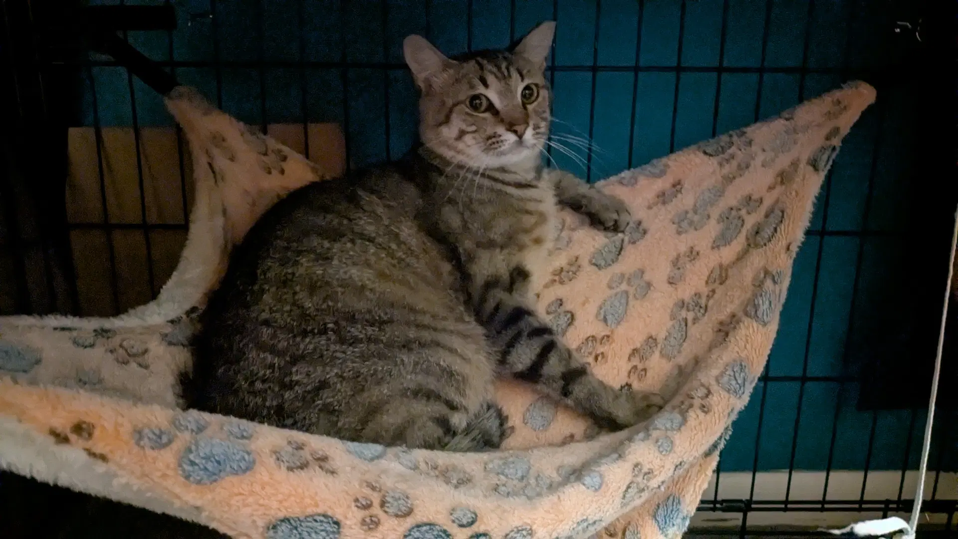 Kitty Dashing Dale - Domestic Short Hair