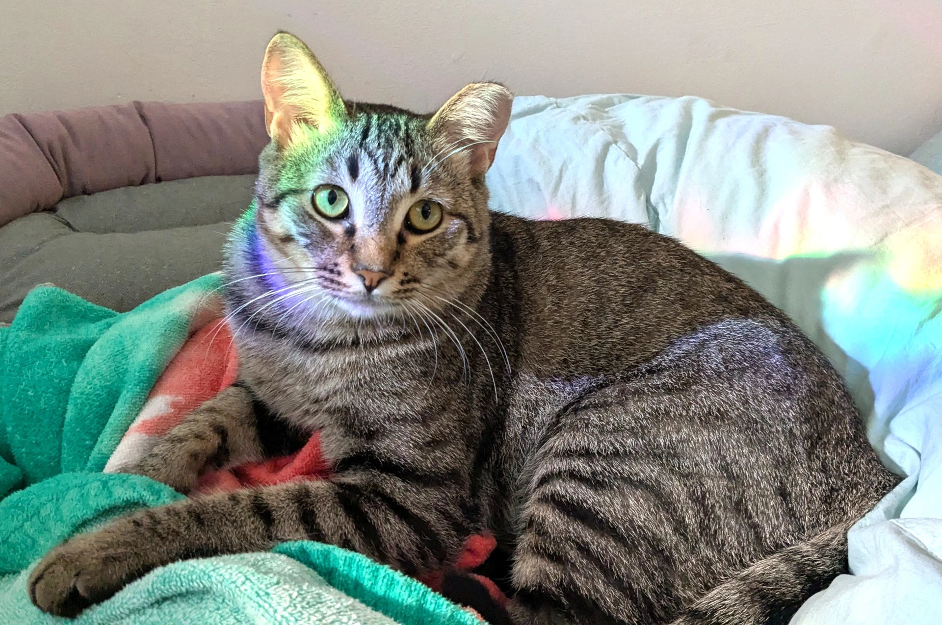 Kitty Uncle Dale