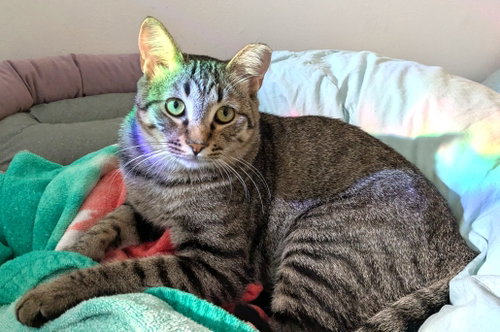 KITTY UNCLE DALE, a cat for adoption from Critter Companion Rescue