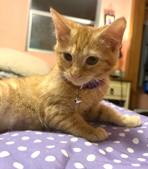 KITTEN JERRY, a cat for adoption from Critter Companion Rescue
