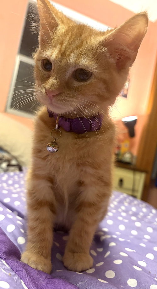 Photo 2 of KITTEN JERRY