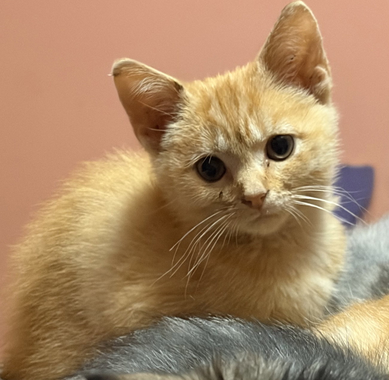 KITTEN PRETTY ORANGE PATTY, cat