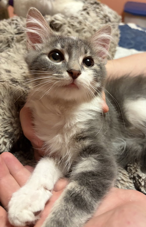 picture of the cat needing adoption