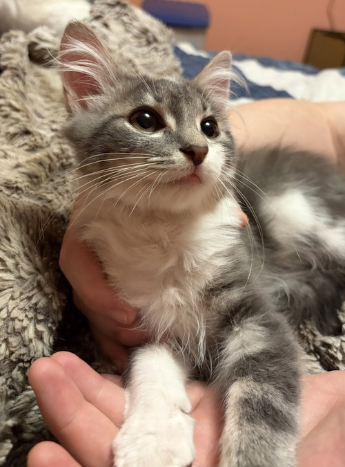 Photo 2 of KITTEN ARTHUR