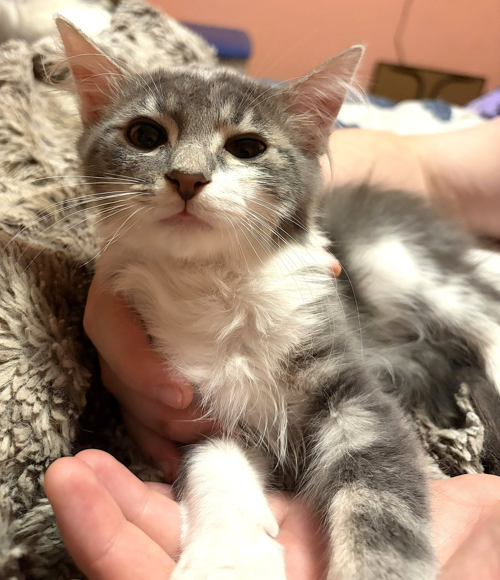KITTEN ARTHUR, photo 3