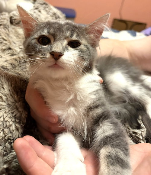 Photo 3 of KITTEN ARTHUR