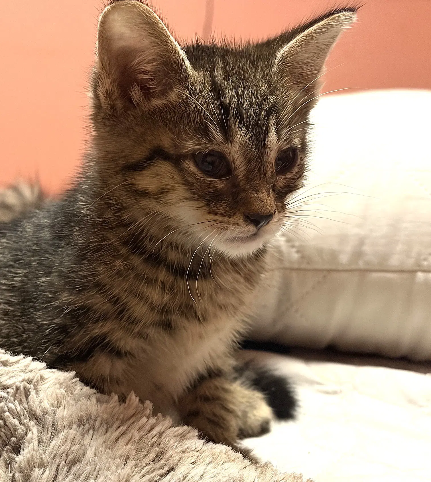 Kitten Jumping Jasper - Tabby