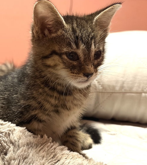 picture of the cat needing adoption