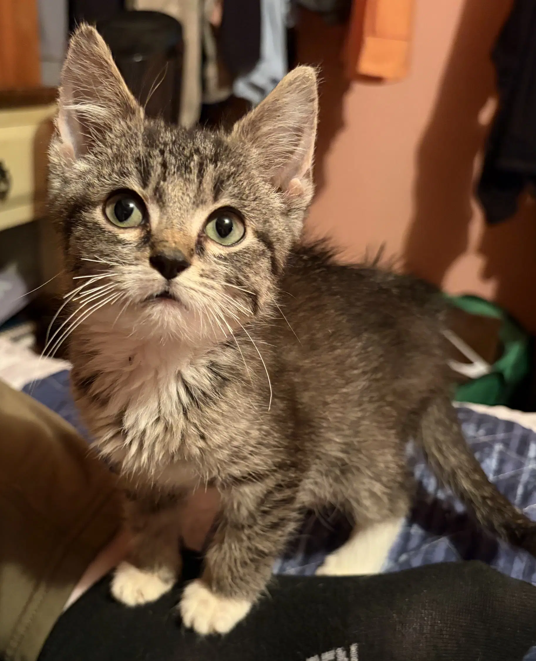 Kitten Jinu - Tabby