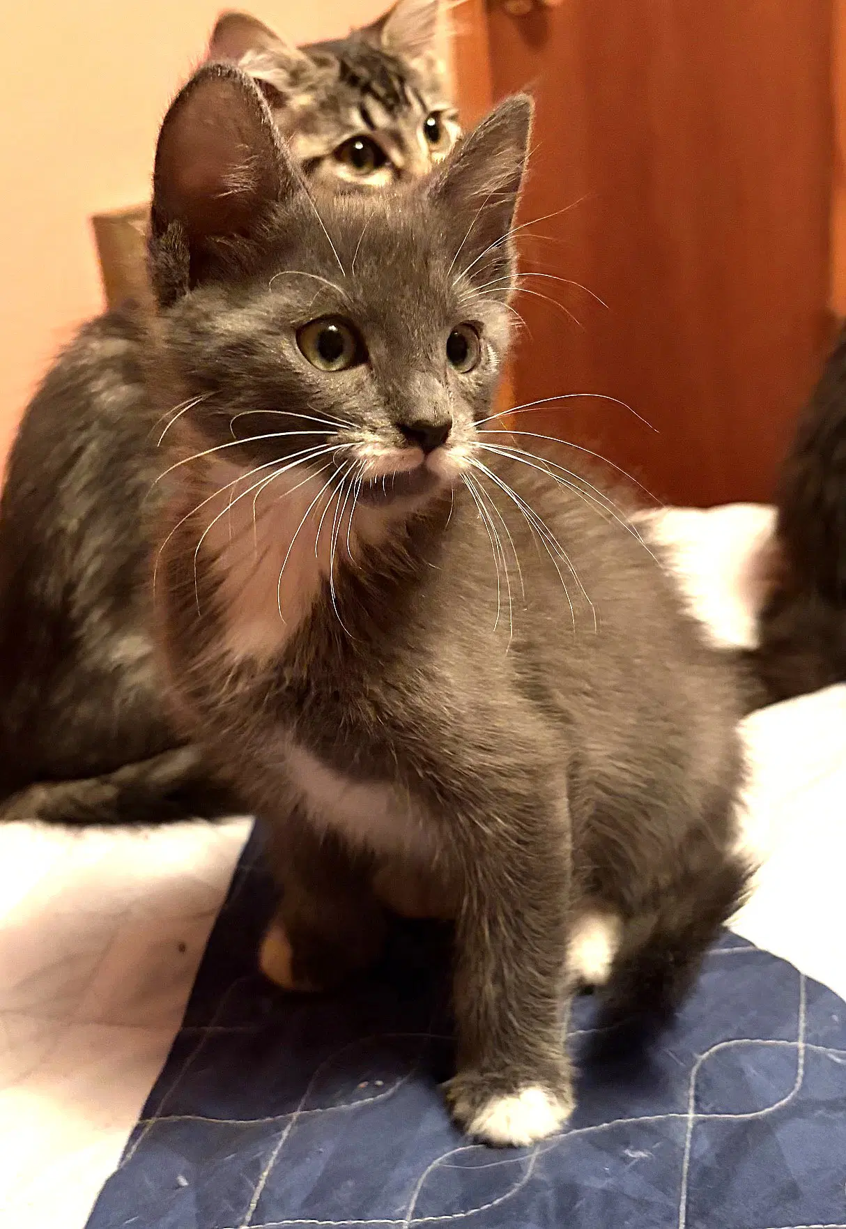 Kitten Shifu - Domestic Medium Hair