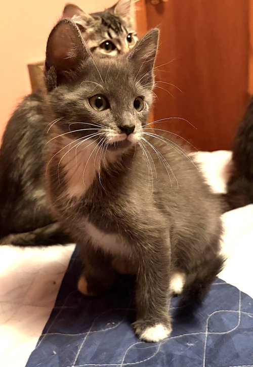 picture of the cat needing adoption