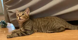 Kitten Sierra image 3