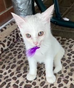 Kitten Lucia