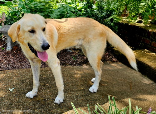 BRADLEY COOPER, a dog for adoption from Critter Companion Rescue