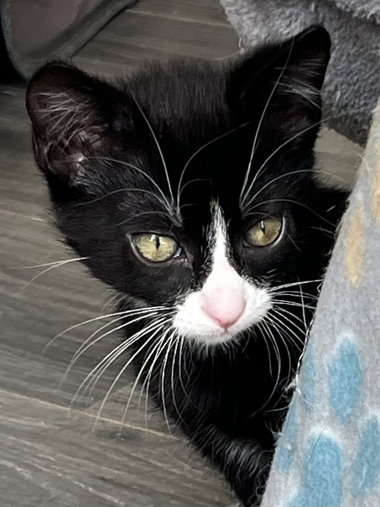 KITTEN SERGEANT RUFFLES, cat