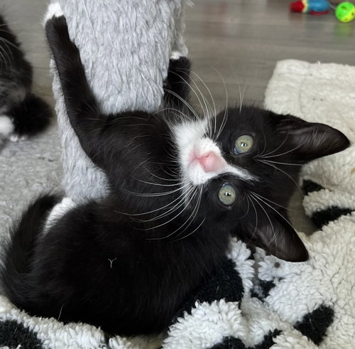 Photo 2 of KITTEN SERGEANT RUFFLES